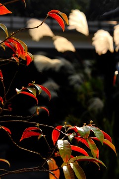 I紅葉