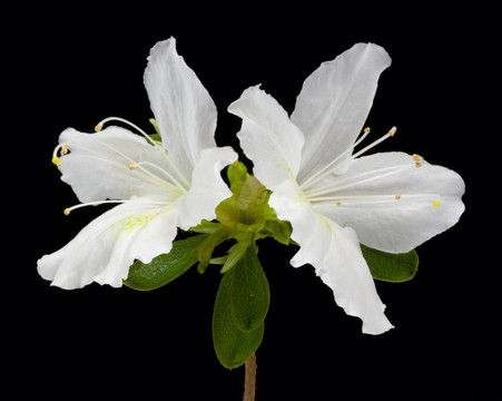 杜鵑花