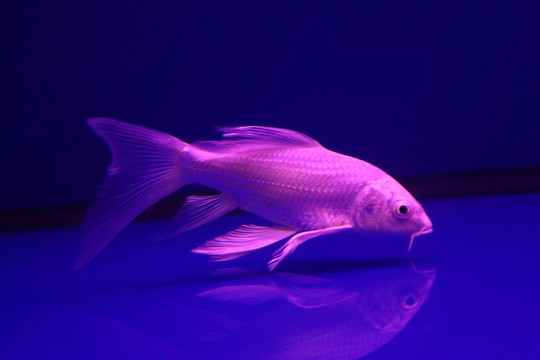 金魚(yú)