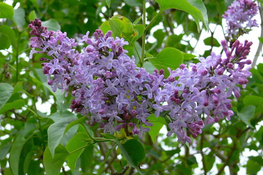 丁香花