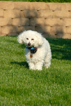 昏昏欲睡的Poodle Dog