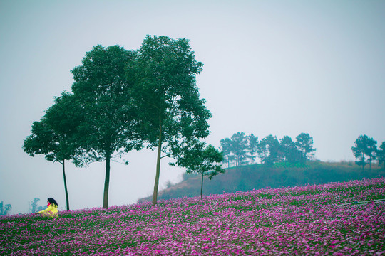 花海
