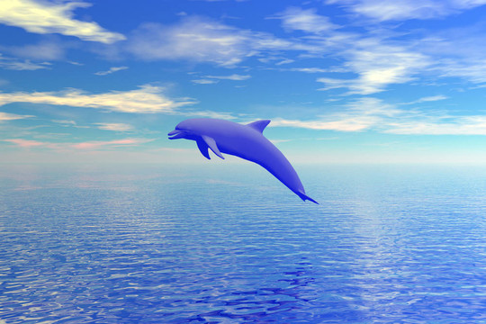海豚