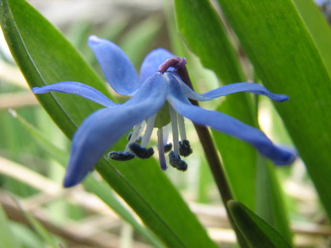 春天的花朵