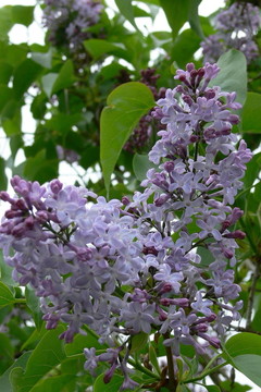 丁香花