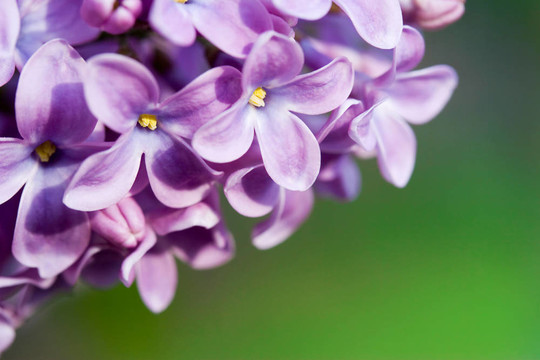 丁香花