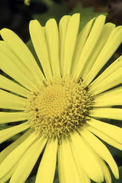 小獅子菊花多榔菊屬東方特寫