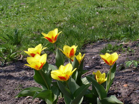 TULIPS1