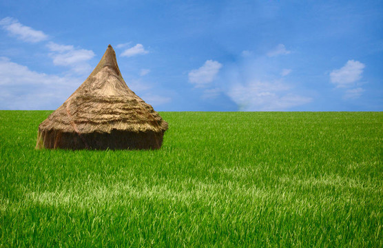 美麗的Rice Field