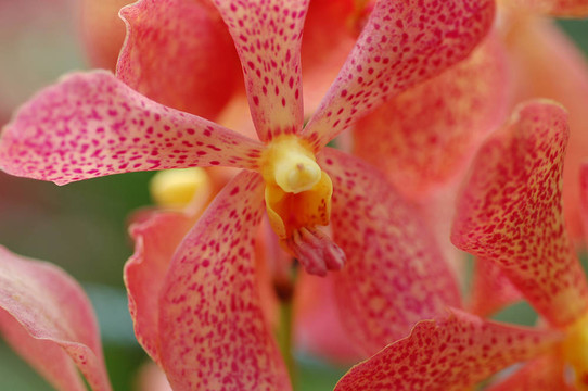 蘭花6