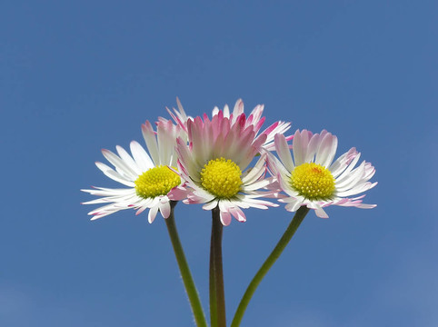 雛菊