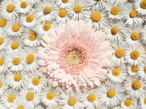 浮粉Gerber