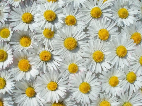 浮動(dòng)的雛菊
