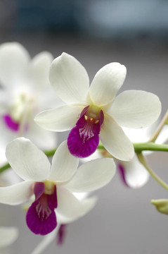 蘭花2