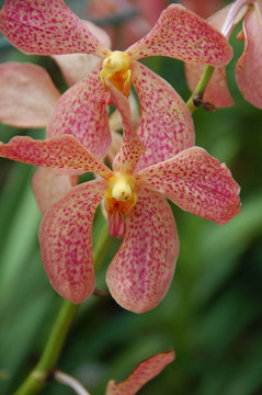 蘭花5