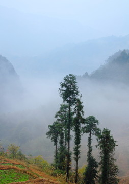 高山云霧
