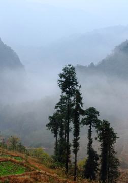 高山云霧