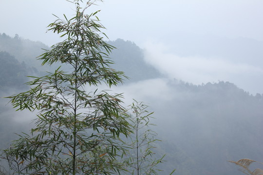 高山云霧