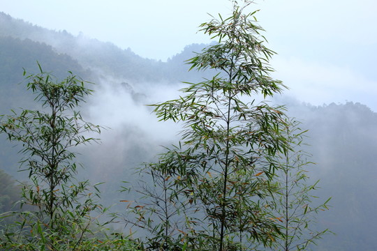 高山云霧