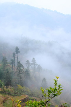 高山云霧