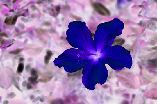 芙蓉-迷幻