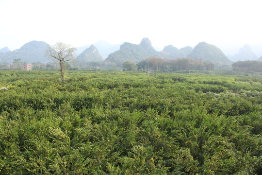 柑橘果園