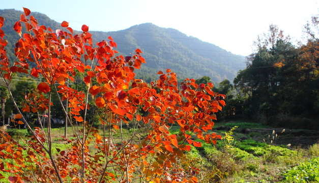 紅色葉子