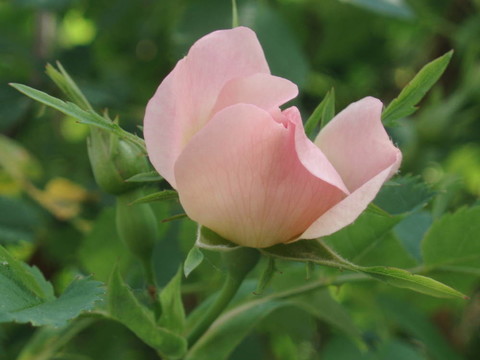 平克的玫瑰花蕾