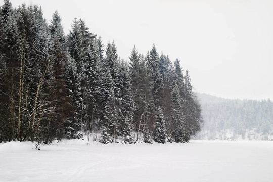 Frozen Lake與樹
