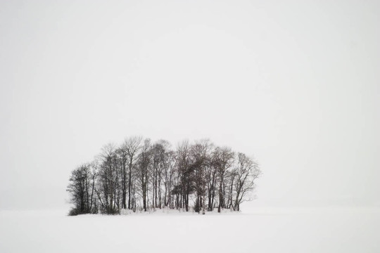 Frozen Lake與樹