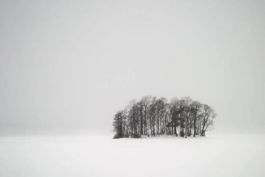 Frozen Lake與樹