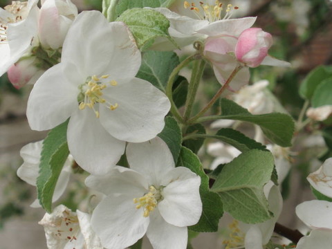蘋果樹開花