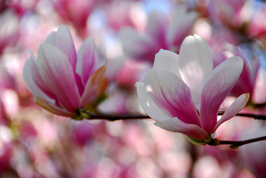 木蘭花