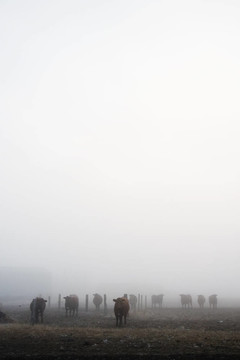 奶牛在霧