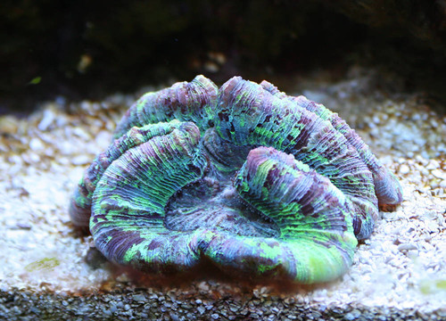 藍綠色的珊瑚
