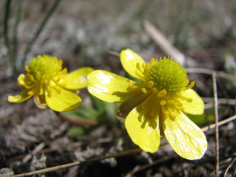 buttercup2