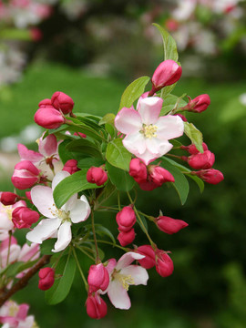 蘋果花