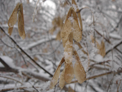 雪花
