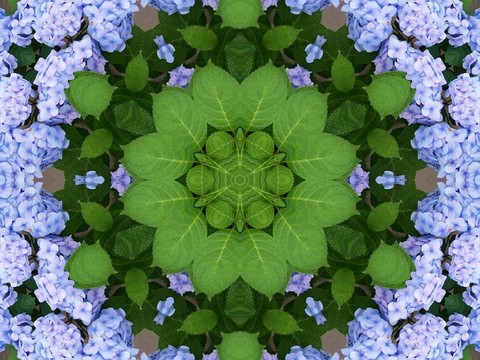 繡球花
