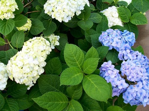 繡球花的花園