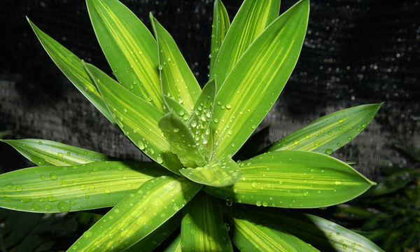 裝飾植物2