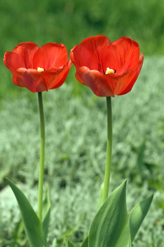 紅色的花