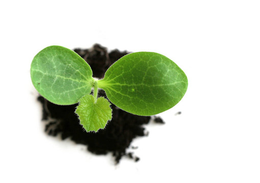 嬰兒植物