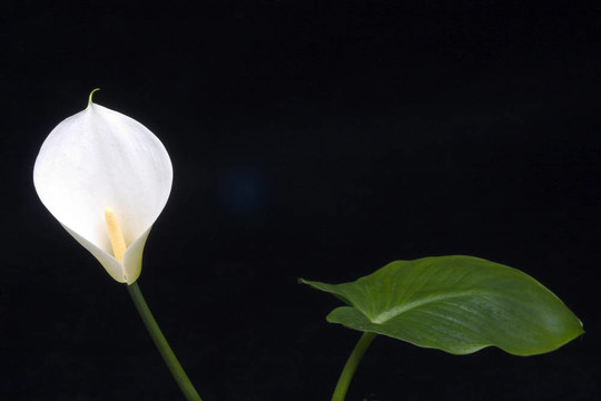葉子和花