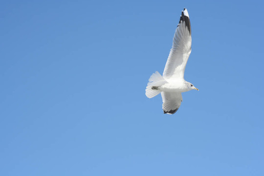飛行的鳥