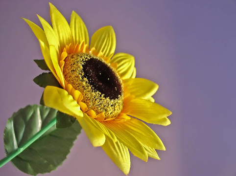 sunflower.jpg