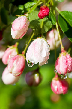 開花