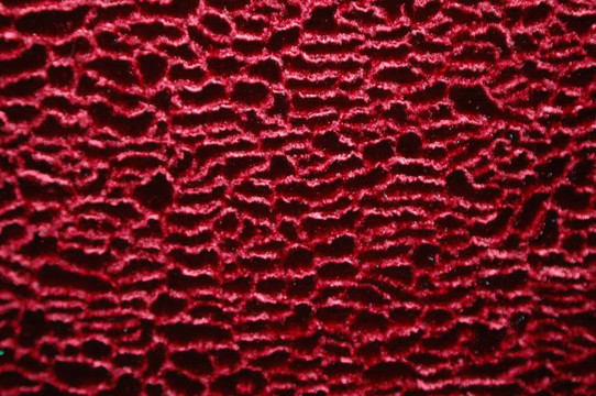 redvelvet
