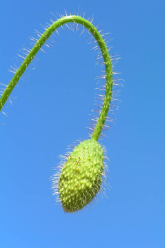 罌粟花蕾