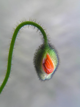 罌粟花蕾